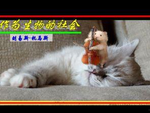 猫和提琴,猫与提琴的跨界奇遇