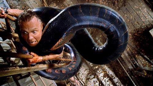 王蛇对巨蟒,一场惊心动魄的生态对决